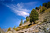 Valle di Rhemes, abete rosso (Picea abies)